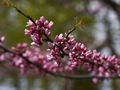 Cercis occidentalis-1 Judaszowiec zachodni